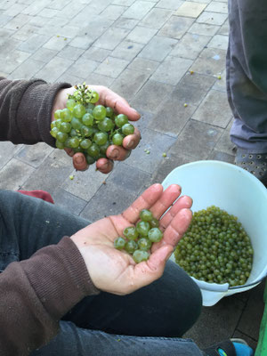 Weingut Zillinger Johannes Beeren Selektion IZ