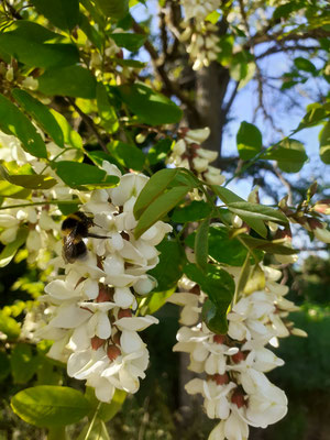 Duftende Akazien locken die Bienen zum Honig sammeln an.