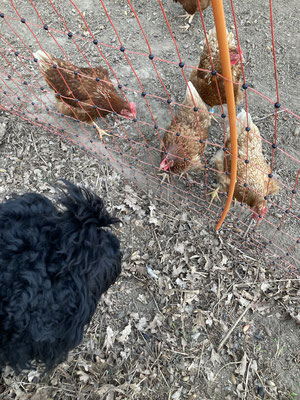 Finya und die Hühner