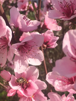 Blickfang: Mandelblüte (Dagmar Schülke)