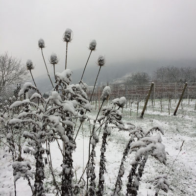 Schnee verzaubert die Landschaft: Karden und Gräser an einem Wintermorgen (Dagmar Schülke)