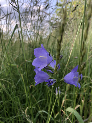 Glockenblume (Dagmar Schülke)