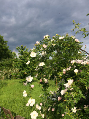 Wilde Rose Am Rebgarten (Dagmar Schülke)