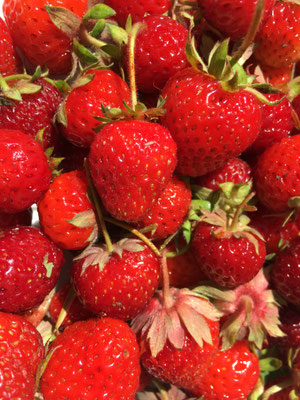 Erdbeeren aus dem eigenen Garten (Dagmar Schülke)