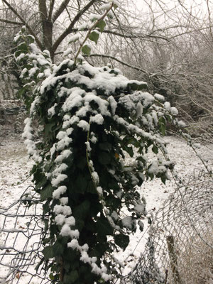 Efeuranken unterm Schnee (Dagmar Schülke)