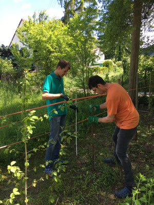 Pfähle werden eingeschlagen (Dagmar Schülke)