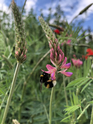 Hummel an Wiesenplatterbse (Dagmar Schülke)