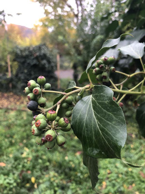 Efeubeeren sind wichtige Nahrung für Vögel im Winter (Dagmar Schülke)