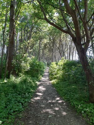 Wäldchen an der Steilküste in Timmendorf auf der Ostseeinsel Poel bei Wismar