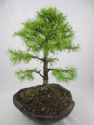 Bonsai Larix decidua Europäische Lärche