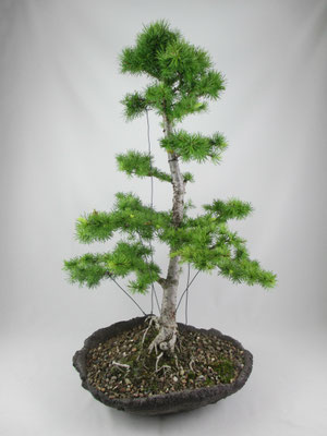 Bonsai Japanische Lärche