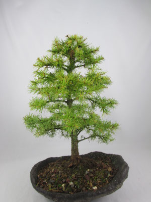 Bonsai Larix decidua Europäische Lärche