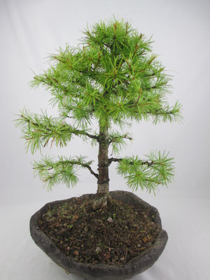 Bonsai Larix decidua Europäische Lärche