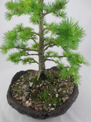 Bonsai Larix decidua Europäische Lärche