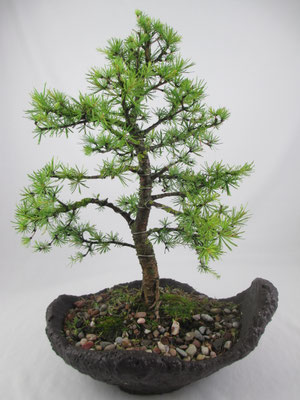 Bonsai Larix decidua Europäische Lärche