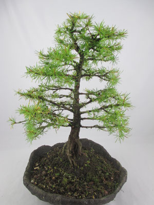 Bonsai Larix decidua Europäische Lärche