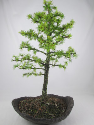 Bonsai Europäische Lärche