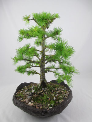 Bonsai Larix decidua Europäische Lärche