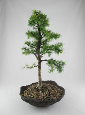 Bonsai Larix decidua Europäische Lärche