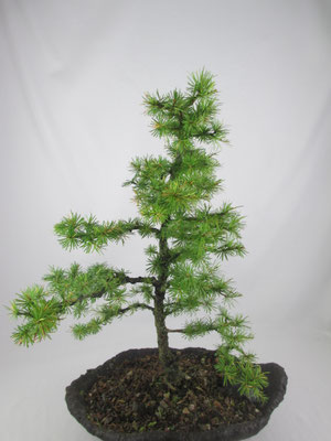 Bonsai Larix decidua Europäische Lärche