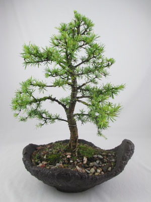 Bonsai Larix decidua Europäische Lärche