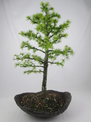 Bonsai Europäische Lärche