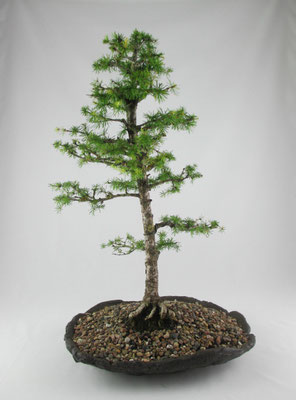 Bonsai Larix decidua Europäische Lärche