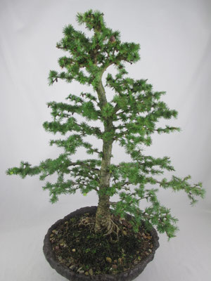 Bonsai Larix kaempferi Japanische Lärche