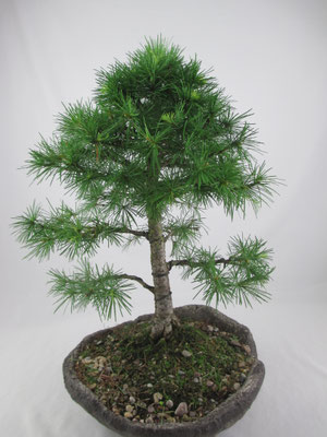 Bonsai Larix decidua Europäische Lärche