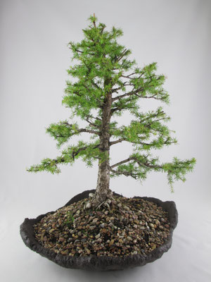 Bonsai Larix decidua Europäische Lärche