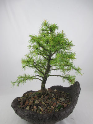 Bonsai Larix decidua Europäische Lärche