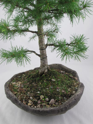 Bonsai Larix decidua Europäische Lärche
