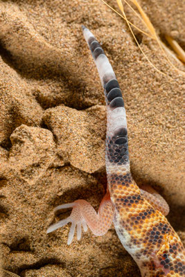 Common wonder gecko (Teratoscincus scincus)