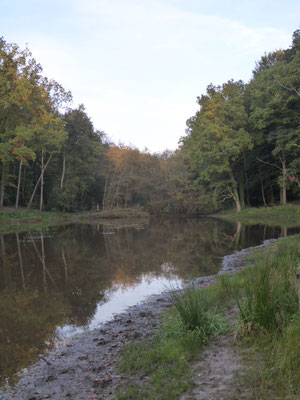 Tervuren - 16 oktober 2021 - De Voervijver-site in het Kapucijnenbos.