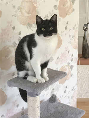 Katze