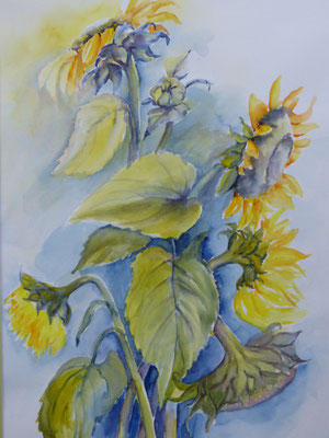 Sonnenblumen 40x60
