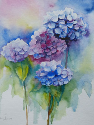 Hortensien 40x50