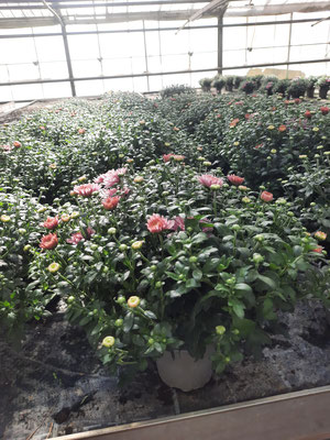 Chysanthemen rosa