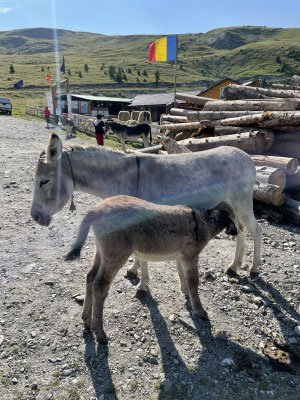 Transalpina Pass
