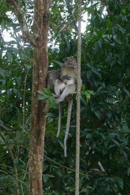 Khao Sok Nationalpark