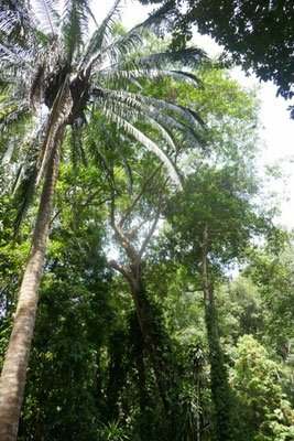botanischer Garten auf Penang