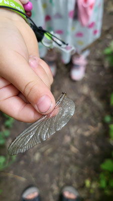 Feenflügel? Oder doch nur von einer Libelle?