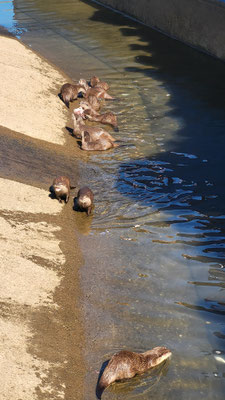 Krallenotter im Seeteufel