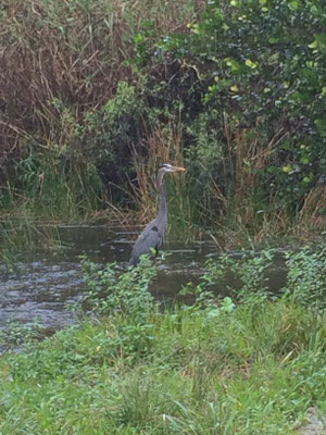 Viel Wasser zur Zeit hier in den Everglades