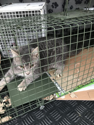 Bauernhofkatze 1 aus Osterbyholz lebt jetzt in Eckernförde
