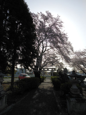 井野神社の桜