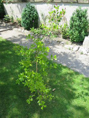 Quercus phillyraeoides in Schaffhausen, Juni 2015