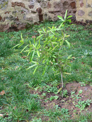 Quercus hemispaherica, Jungpflanze