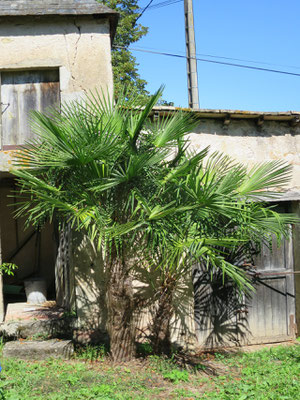 Trachycarpus fortunei-Paar im September 2015