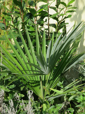 Trachycarpus princeps (new form, hybrid) im Oktober 2015